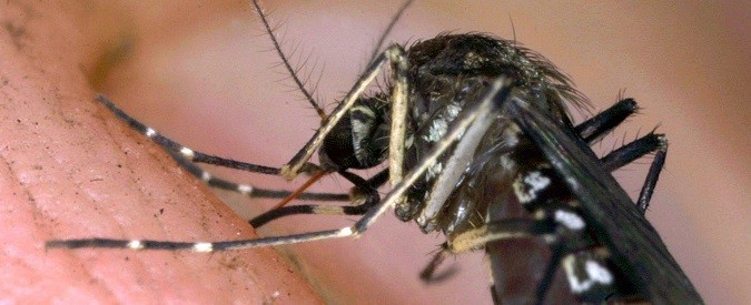 Zanzare: solo la lotta biologica è efficace e non dannosa per l’uomo