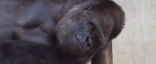 Copertina di “Sexy da morire”, lo sguardo tenebroso del gorilla fa impazzire le giapponesi