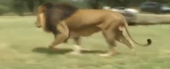 Copertina di Katherine Chappell, azzannata a morte da un leone l’editor del ‘Trono di spade’