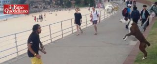 Copertina di Australia, cane-fenomeno palleggia sul lungomare di Bondi Beach