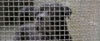 Copertina di Confiscati e affidati al comune 53 cani. “Costano troppo, rischiamo default”