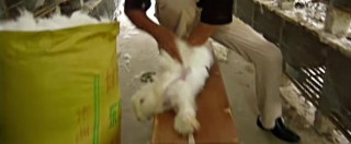 Copertina di Benetton, stop alla lana di Angora dopo le proteste degli animalisti
