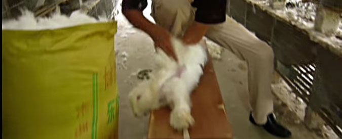 Benetton, stop alla lana di Angora dopo le proteste degli animalisti