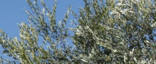 Copertina di Giornata della biodiversità, Italia paese più green d’Europa ma dall’ulivo al pomodoro molte specie a rischio