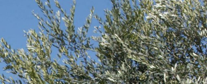 Giornata della biodiversità, Italia paese più green d’Europa ma dall’ulivo al pomodoro molte specie a rischio