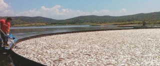 Copertina di Laguna di Orbetello, tonnellate di pesci morti per asfissia: “Poco ossigeno nell’acqua per il caldo”