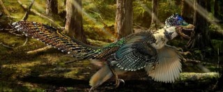 Copertina di Dinosauri, in Cina scoperto “cugino” alato del Velociraptor