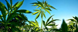 Legge di Bilancio, emendamenti: ‘Creare monopolio statale sulla cannabis e usare entrate per poveri e terremotati’
