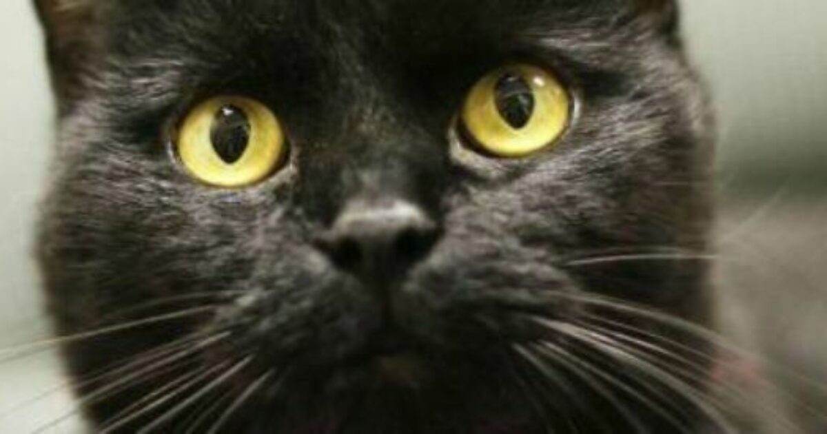 La colonna vertebrale lesionata e parte del pelo rasato: una gatta viene rapita e torturata, poi muore. Scatta la denuncia per maltrattamenti