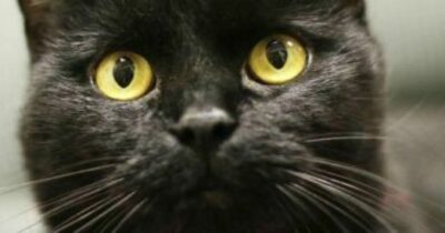 Copertina di La colonna vertebrale lesionata e parte del pelo rasato: una gatta viene rapita e torturata, poi muore. Scatta la denuncia per maltrattamenti