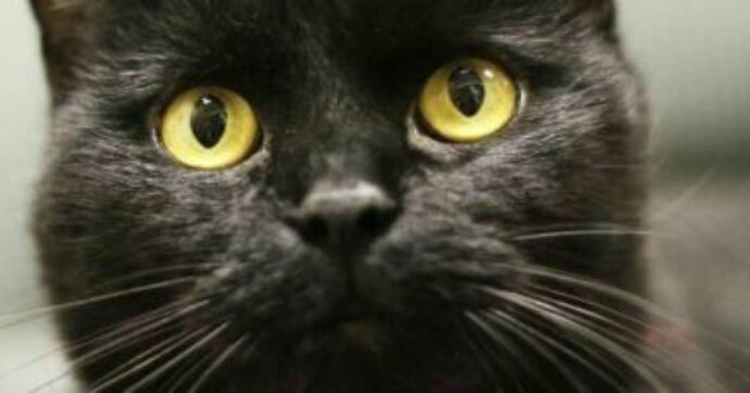 Australia, governo annuncia piano per uccidere due milioni di gatti selvatici