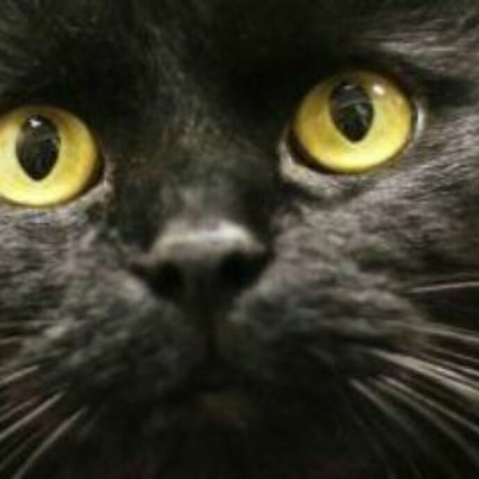 La colonna vertebrale lesionata e parte del pelo rasato: una gatta viene rapita e torturata, poi muore. Scatta la denuncia per maltrattamenti