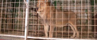 Copertina di “Un lager”, blitz al Circo Nelly Orfei a Giugliano: animali sequestrati, sanzioni per 110mila euro