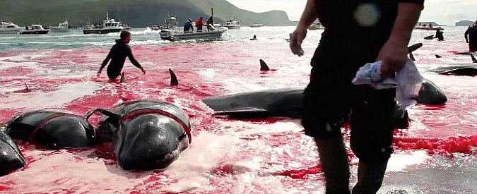 Copertina di Mattanza di cetacei nel protettorato danese. Centinaia massacrati sulle spiagge delle isole Far Oer