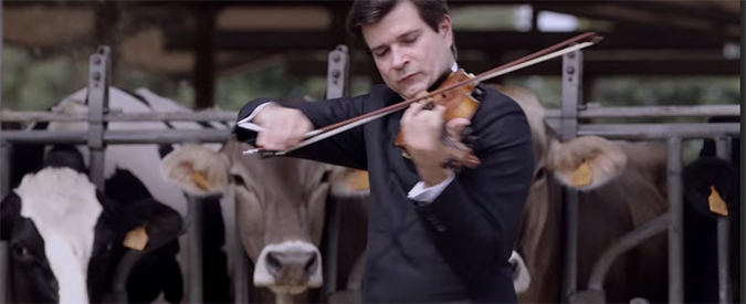 Cremona, orchestra suona musica classica per le mucche: “Migliora la qualità del latte”