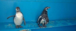 Copertina di Pinguini rinchiusi in frigorifero e pellicani maltrattati, sequestro al circo Colber