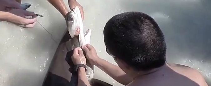 Copertina di Lo squalo è ferito, ecco cosa fanno due ragazzi per salvarlo