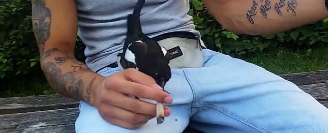 Copertina di La canna? Se la fuma la gazza ladra. Ecco il video dell’insolito furto