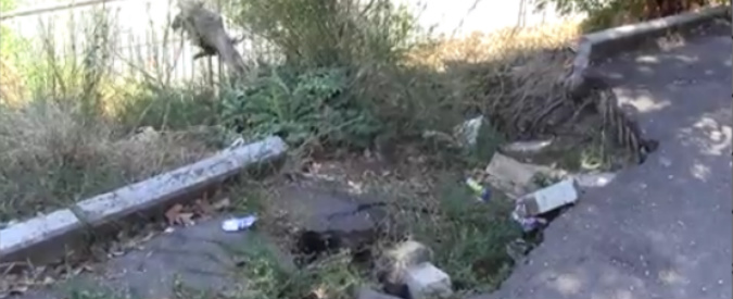 Copertina di Roma, parco Colle Oppio: rifiuti e migranti nella Domus Aurea. “Turisti spaventati”