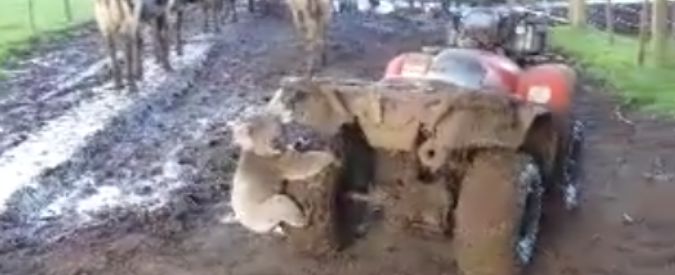 Copertina di Australia, “che paura”: il koala rincorre il quad dell’allevatrice che si spaventa a morte
