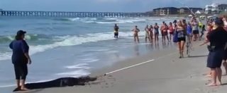 Copertina di Usa, panico tra i surfisti di Pawley Island: sulla spiaggia spunta un alligatore