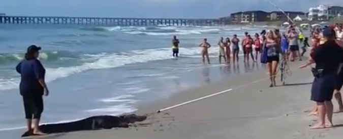 Copertina di Usa, panico tra i surfisti di Pawley Island: sulla spiaggia spunta un alligatore