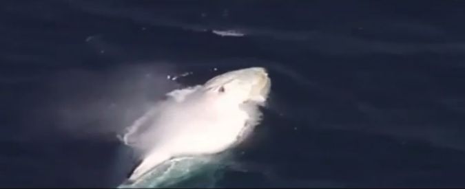 Copertina di Australia, incontro ravvicinato con la megattera albina. E le immagini sono mozzafiato