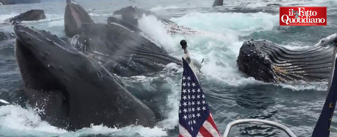 Copertina di Alaska, balene si avvicinano alla sua barca e lui perde la testa per la gioia