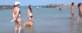 Copertina di Animali in acqua? La lite da spiaggia finisce in rete: “A stronza leva sto cane”