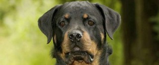 Copertina di Bimba azzannata da Rottweiler dopo operazione: “Colpa mia, non fategli male”