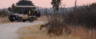 Copertina di Zimbabwe, avvistati i cuccioli del leone Cecil durante un safari