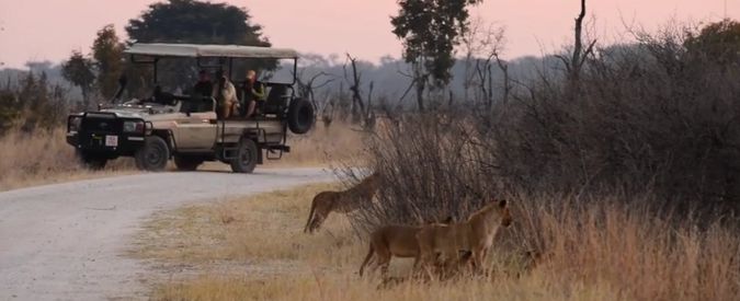 Copertina di Zimbabwe, avvistati i cuccioli del leone Cecil durante un safari