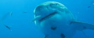 Copertina di Deep Blue, un’immersione con il più grande squalo bianco al mondo. 6 metri di terrore
