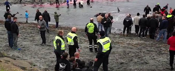 Copertina di Caccia alla balena, anche un’italiana arrestata per aver cercato di impedire la mattanza