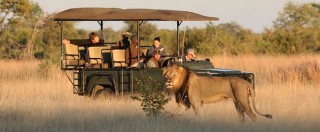 Copertina di Zimbabwe, leone sbrana guida turistica nel parco in cui cacciatore Usa uccise Cecil