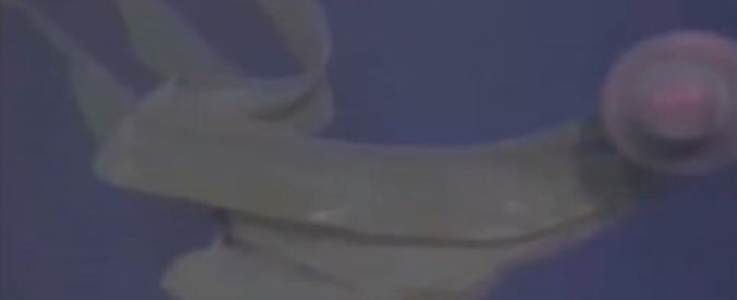 Copertina di Medusa gigante avvistata nel Golfo del Messico a mille metri di profondità