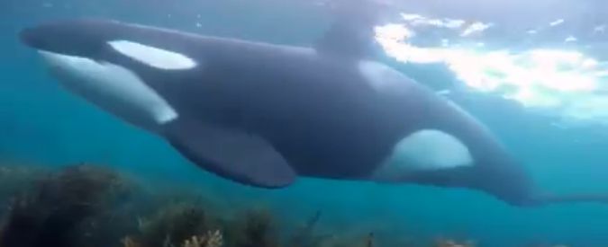 Copertina di Nuova Zelanda, immersione con sorpresa: i sub nuotano con le orche