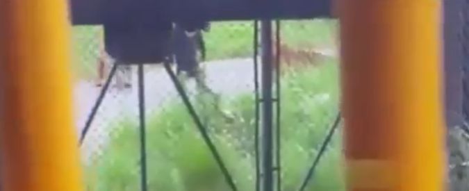 Copertina di Cina, orso entra nell’area riservata alle tigri e viene sbranato allo zoo di Shanghai