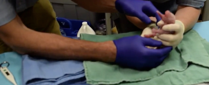 Copertina di La Rete impazzisce per il parto del panda gigante ottenuto da inseminazione artificiale