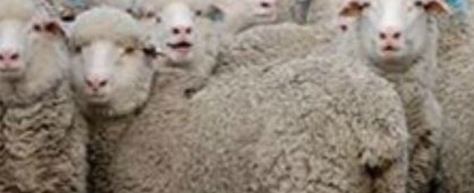 Pecore torturate e evirate: Stella McCartney taglia la fornitura di lana da una fattoria