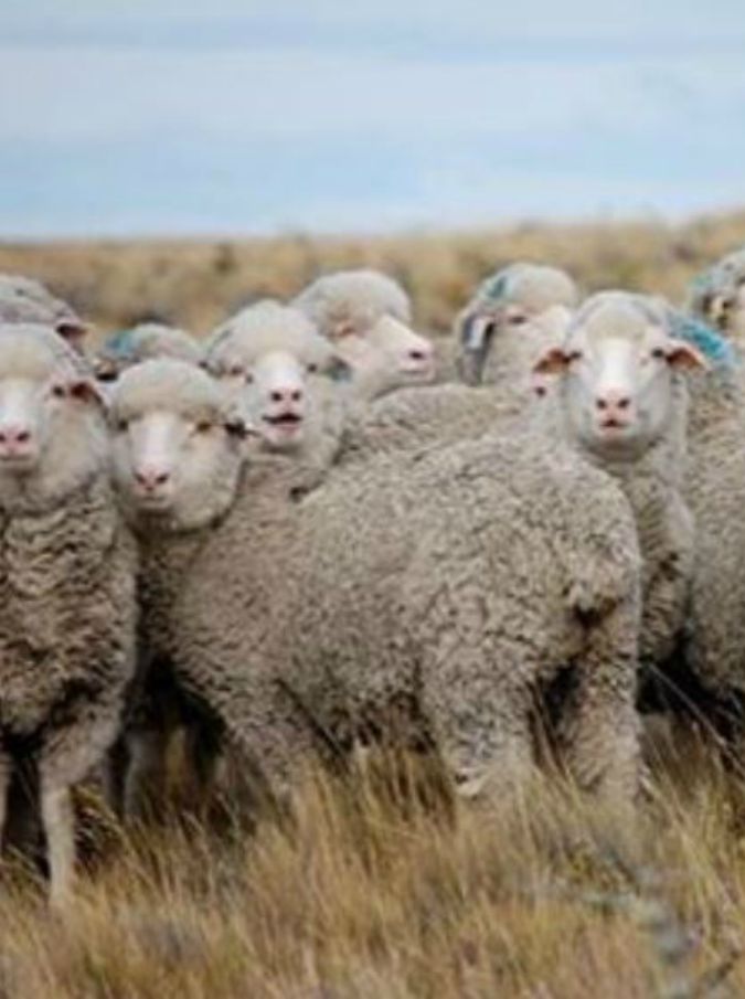 Pecore torturate e evirate: Stella McCartney taglia la fornitura di lana da una fattoria