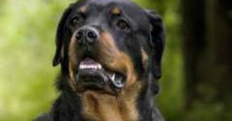 Copertina di Due ragazzine litigano per strada e il rottweiler di una azzanna il polpaccio dell’altra, Ipotesi bullismo