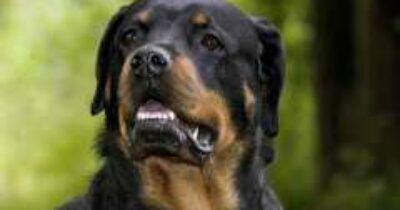 Copertina di Due ragazzine litigano per strada e il rottweiler di una azzanna il polpaccio dell’altra: sarebbe stato aizzato dalle proprietarie
