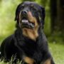 Copertina di Due ragazzine litigano per strada e il rottweiler di una azzanna il polpaccio dell’altra, Ipotesi bullismo