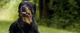 Copertina di Torino, bambina azzannata da rottweiler Operata al viso: è fuori pericolo