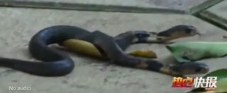 Copertina di Cina, rarissimo esemplare di serpente a due teste. Ma è in pericolo perché si rifiuta di mangiare