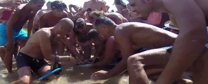 Copertina di Sardegna, bagnanti salvano uno squalo che ha un amo conficcato nella bocca