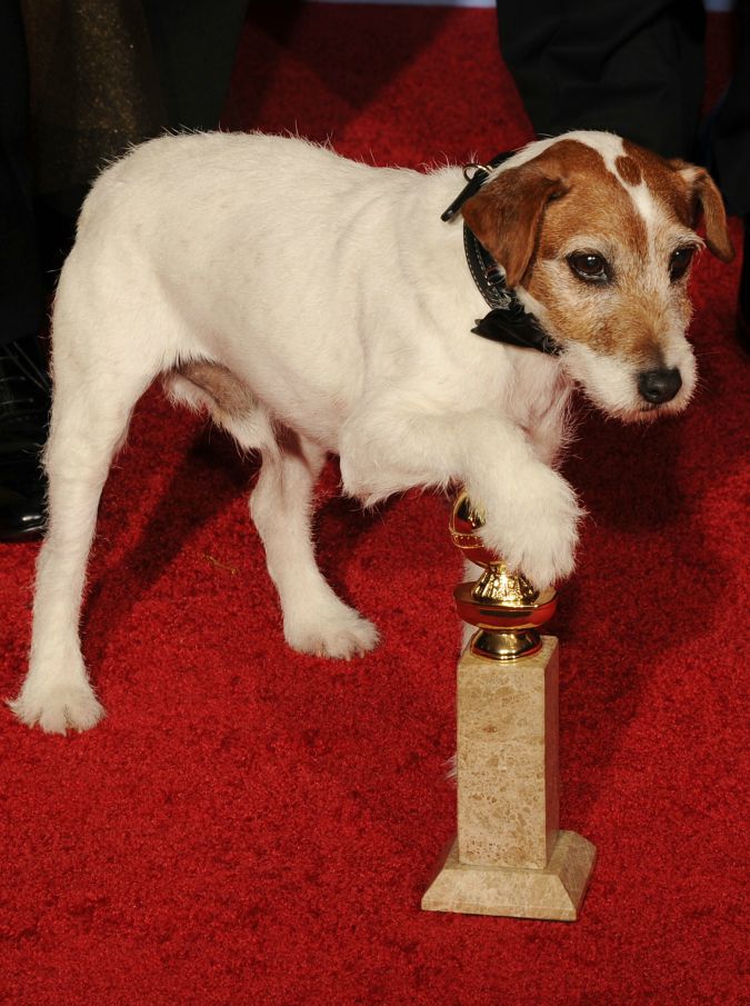 The Artist, morto il cane Uggie: ha vinto il Collare d’Oro a Hollywood e il Palm Dog a Cannes (FOTO)