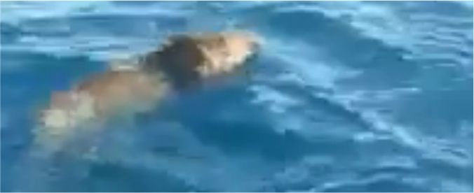 Copertina di Cinghiale in alto mare: turisti lo salvano dall’affogamento