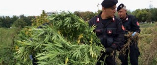 Copertina di Marijuana, maxi piantagione a Bologna: scoperte piante di 2 metri dal valore di 400mila euro